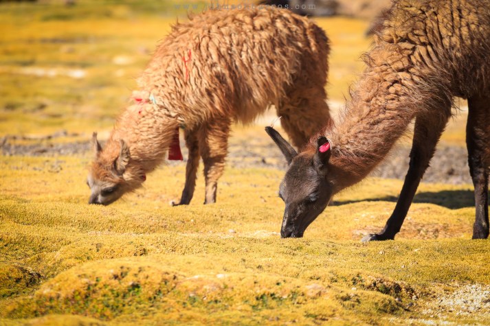 Estância Chackha e suas lhamas