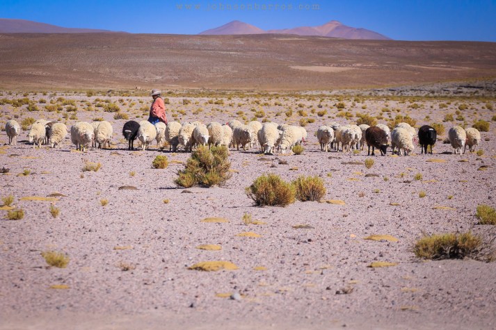 Uma chola pastoreando ovelhas