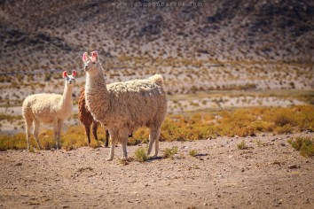 Lhama posando para foto