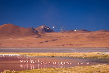 Flamingos habitam a Laguna Colorada.