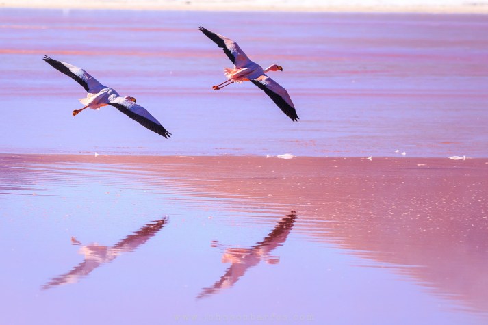 Flamingos habitam a Laguan Colorada.