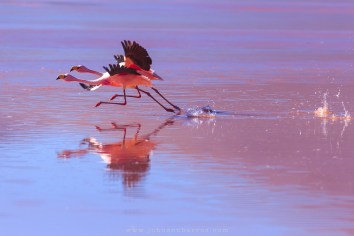 Flamingos habitam a Laguan Colorada.